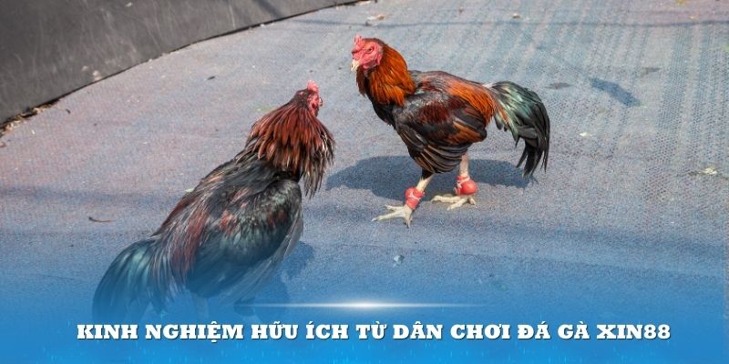 Thắng lớn nhờ vào kinh nghiệm cược